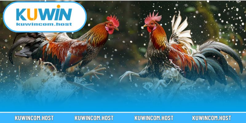 Bí quyết luyện gà ra chiêu cáo chuẩn xác trong từng trận