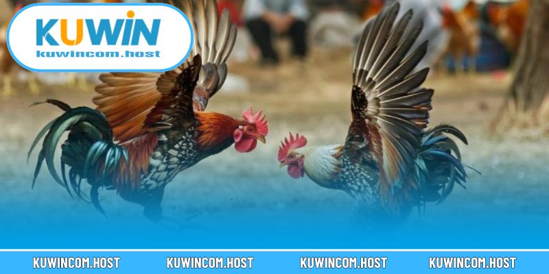 Những Trận Gà Đòn Hay Nhất Việt Nam Mãn Nhãn Năm 2025 3 Chiêm ngưỡng những trận đấu gà đòn để đời