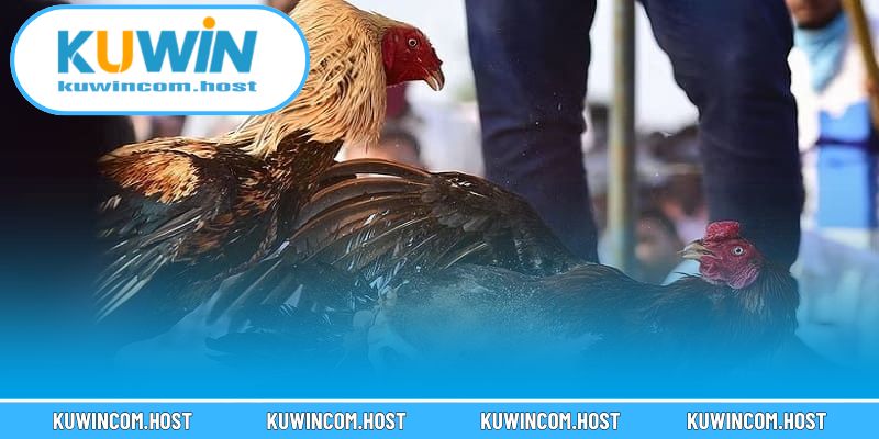 Chiêu cáo – tuyệt kỹ định hình phong cách thi đấu gà chuyên nghiệp