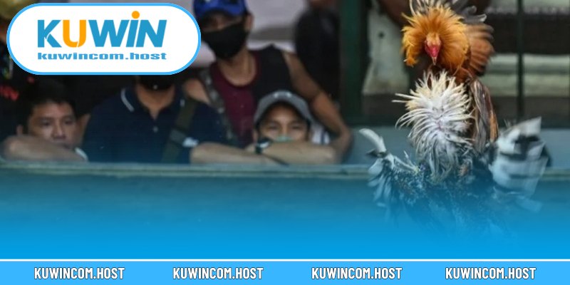 Sức hút không thể cưỡng lại của trang đá gà KUWIN
