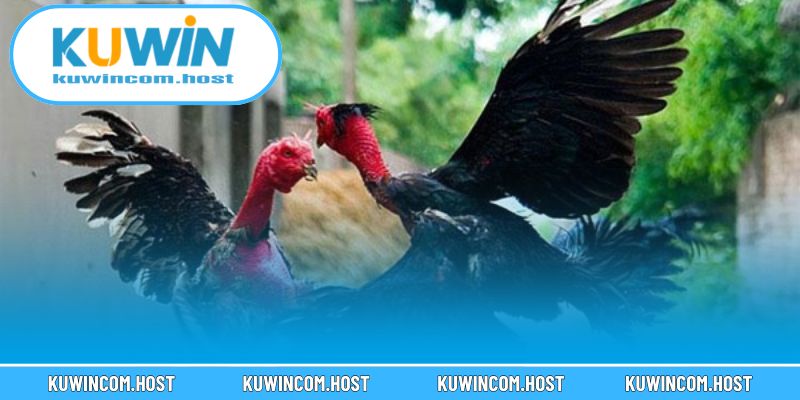 Hiểu rõ bí mật của chiêu cáo trong nghệ thuật gà đòn