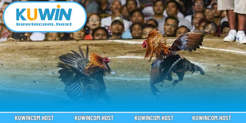 Các kiểu chọi hot xuất hiện tại trang đá gà KUWIN