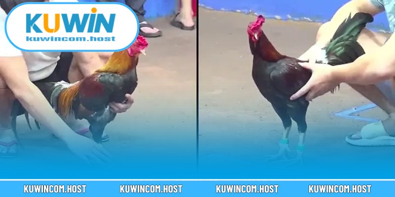 Những hình thức kèo cược hot tại trang đá gà KUWIN