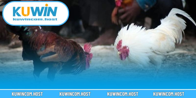 Những Trận Gà Đòn Hay Nhất Việt Nam Mãn Nhãn Năm 2025 2 Khám phá nét đặc sắc của gà đòn truyền thống Việt Nam