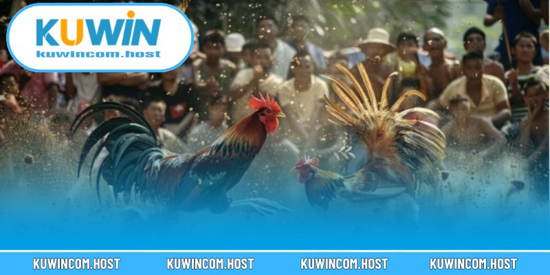 Văn Hóa Đá Gà Ở Việt Nam Và Thế Giới Năm 2025 3 Tìm hiểu rõ nét văn hóa đá gà ở Việt Nam và thế giới