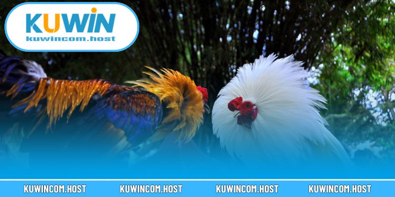 Những Trận Gà Đòn Hay Nhất Việt Nam Mãn Nhãn Năm 2025 4 Mẹo giúp bạn xem gà đòn hấp dẫn và thú vị hơn