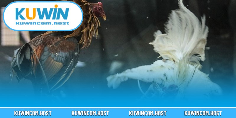 Những hình thức xem đá gà trực tuyến hot nhất thị trường