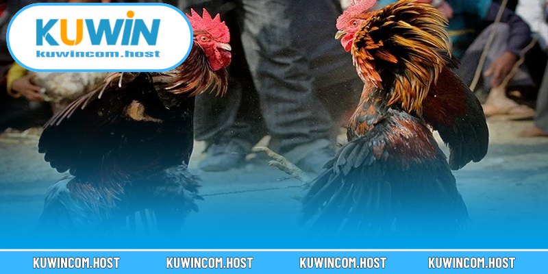 Văn Hóa Đá Gà Ở Việt Nam Và Thế Giới Năm 2025 2 Sơ lược về văn hóa đá gà ở Việt Nam và thế giới