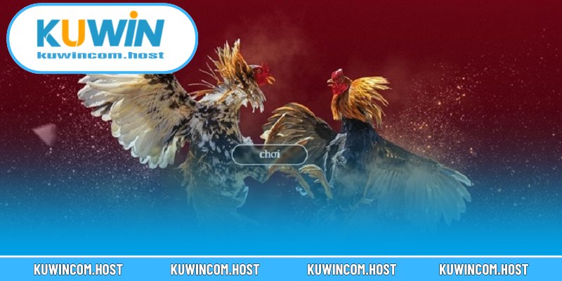 Văn Hóa Đá Gà Ở Việt Nam Và Thế Giới Năm 2025 4 Tác động của xã hội đến văn hóa đá gà ở Việt Nam và thế giới