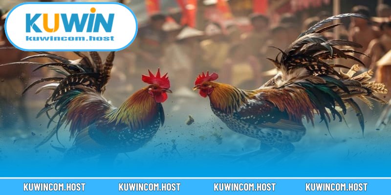 Một số thông tin về hình thức xem đá gà trực tuyến