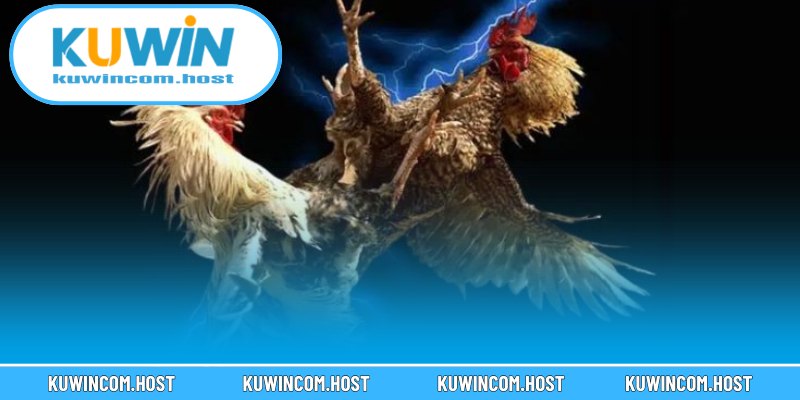 Lợi ích của kê thủ khi xem đá gà trực tuyến