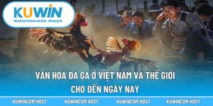 Văn Hóa Đá Gà Ở Việt Nam Và Thế Giới Cho Đến Ngày Nay