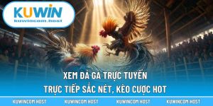 Xem Đá Gà Trực Tuyến - Trực Tiếp Sắc Nét, Kèo Cược Hot