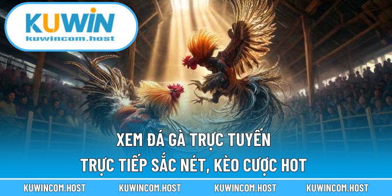 Xem Đá Gà Trực Tuyến - Trực Tiếp Sắc Nét, Kèo Cược Hot
