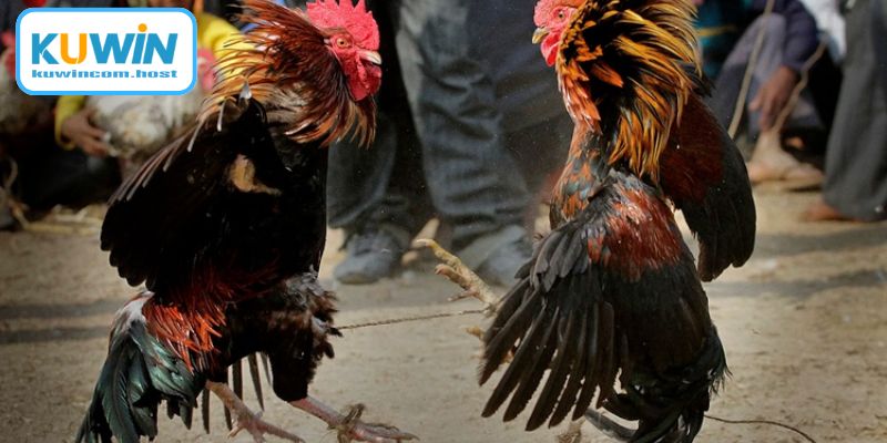 Áp dụng đúng kỹ thuật nuôi gà đá từ nhỏ