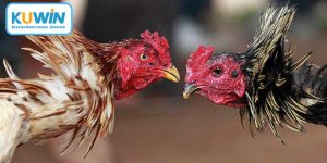 Kỹ Thuật Nuôi Gà Đá