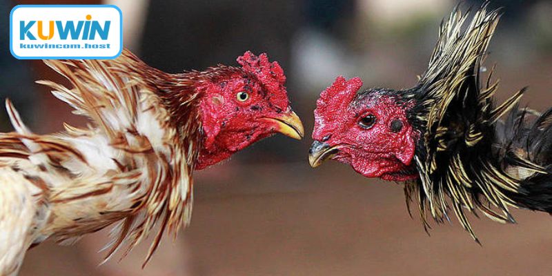 Kỹ Thuật Nuôi Gà Đá