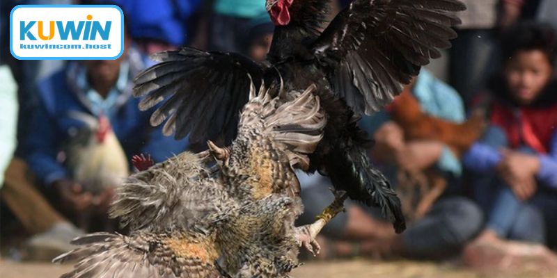 Rèn luyện thể chất chiến kê chuyên nghiệp