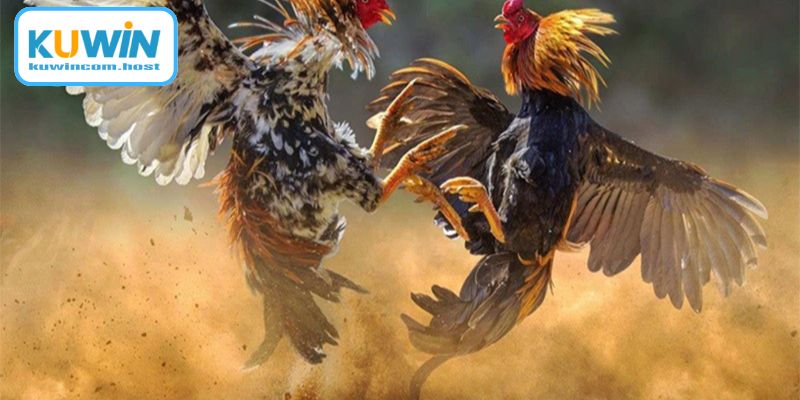 Vệ sinh chuồng trại nuôi gà đúng cách